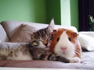 cat&guineapig